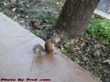 Another Denizen of the Hotel, Plantation, Florida