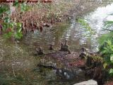 Tree Stump Hands Reaching From Brackish Water, Plantation