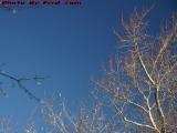 Morning Sun On Winter Trees, Brookings Street, Medford