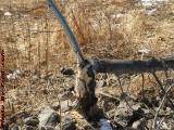 Beaver Work, Genesee River, Wellsville, New York