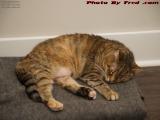 Penny Resting Comfortably in Her New Home, Plantation