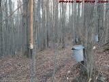Maple Syrup Farm, Wellsville, New York