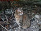 Penny Exploring the St. Tropez Apartments Grounds