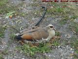 Sitting Duck, Nested Fowl, Plantation Pointe Parking Lot