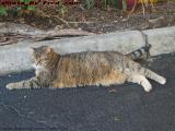 I'm Going to Relax HERE, Darn It!  Penny Being Tough