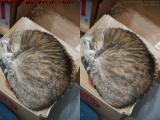 Sleeping Birthday Girl, Penny At 11 (cross eye stereo)