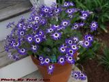 Potted African Daisies and Elf, Medford, Massachusetts