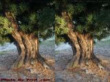Bole in Near Sunset Light, Hiatus Road (cross eye stereo)