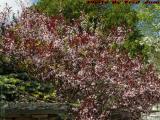 Blooming Bushes, George Street, Medford, Massachusetts