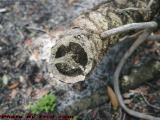 Severed Stem, Plantation, Florida