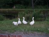 Generations of Geese Considering a Visitor, Wellsville, NY