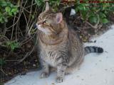 Penny on Patrol, Watching Birds, Plantation, Florida