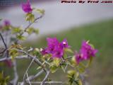 Flowers Within Flowers, Bougainvillea Hedge, Plantation