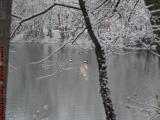 Mystic River Ducks Swimming in a Snow Storm, Medford