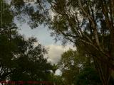 Coral Springs Green on Partly Sunny Sky, Two Florida Years