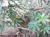 Adventure Cat Penny Peering Through the Underbrush