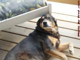 Buddy Watching What's Going On, Groveland, New York