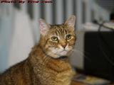 Birthday Cat Pondering the World, Penny in Plantation