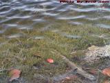 Lake Bottom Grasses, St. Tropez Apartments, Plantation
