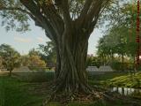 Braided Trunk Study, The Terraces, Plantation, Florida
