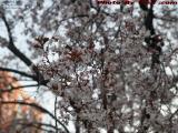 Boston in Bloom, Buds Bursting in Late Afternoon Light