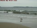 Surf's Up! Gull With Wet Feet, Revere Beach, Massachusetts