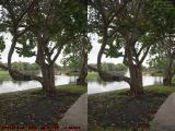 Tree Perspective Under Cloudy Skies (cross eye stereo)