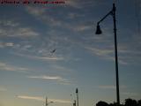 Gulls and Lamp Posts on Cirrus Dawn Sky, Nahant, Mass.