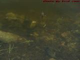 Aquatic Life, Swimming Fish in the Lake, St. Tropez Apts.
