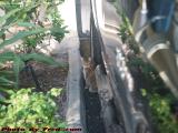 Adventure Cat Hiding in the Driveway, Penny in Plantation