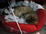 Penny in Her Cloud Bed, Plantation, Florida