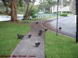 Hey, boss, what's for dinner? Scavenging Ducks, Plantation