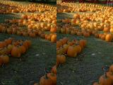 Pumpkins, Chris's Farm Stand, Peabody (cross eye stereo)
