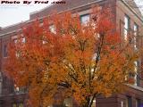 A Riot of Color, George Street, Medford, Massachusetts
