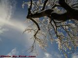 Curious Cloud Over New Snow, Brookings Street, Medford