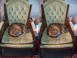 Penny Resting on Her Throne, Plantation (cross eye stereo)