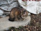 Penny Trying to Stay Warm, Back Yard, 16 Brookings Street
