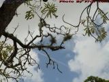 Tree Study, Plantation, Florida