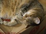 A Picture of Contentment, Penny Resting Comfortably