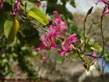 Winter Tree Blooms, Plantation, Florida
