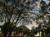 Spring Foliage on Sunset, St. Tropez Apartments