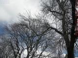 Snow Dusted Trees Under Breaking Clouds, Brookings Street
