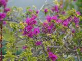 April Flowers, St. Tropez Apartments, Plantation, Florida