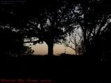 Street Lamps on Gloaming Sky, Plantation, Florida