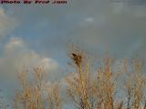 Crow's Nest in Sunset Light, Plantation Pointe
