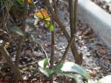 Lizard Hiding in Day's Late Sun, St. Tropez Apartments