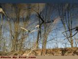 Branch and Light Study, Mystic River, Medford, Mass.