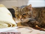 Penny Struggling to Stay With Us, Plantation, Florida