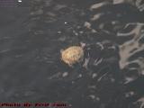 Swimming Turtle, St Tropez Apartments, Plantation, Florida