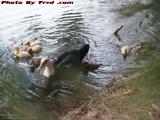 Momma and Her Ducklings, Wolf Lake, Davie, Florida